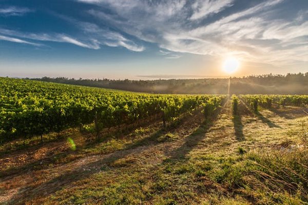 Comment organiser une visite des vignobles en Italie sans frais?